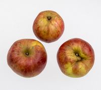 Karen Hanses æble 1